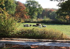 Kuhwiese